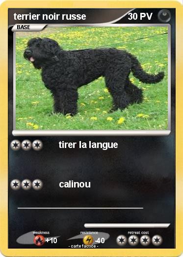 Pokemon terrier noir russe