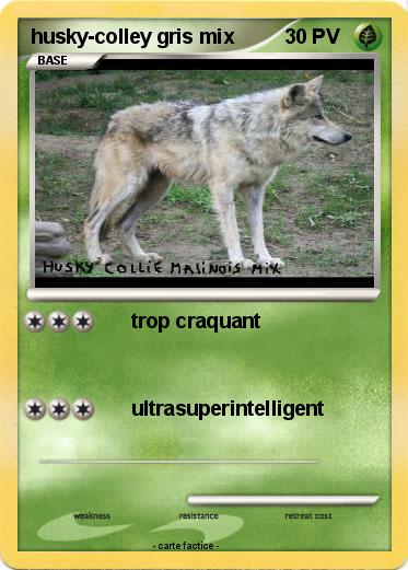 Pokemon husky-colley gris mix