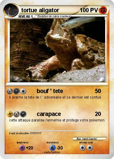 Pokemon tortue aligator
