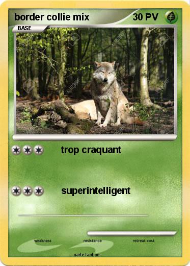 Pokemon border collie mix