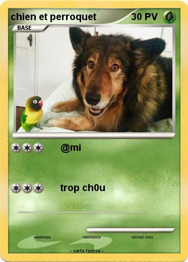 Pokemon chien et perroquet