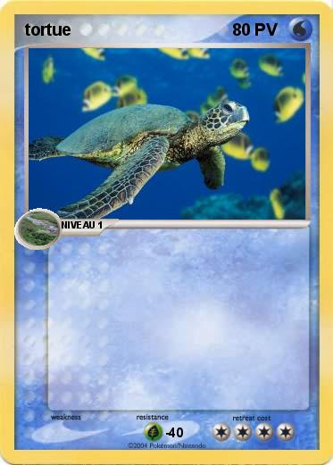 Pokemon tortue