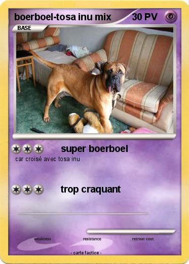 Pokemon boerboel-tosa inu mix