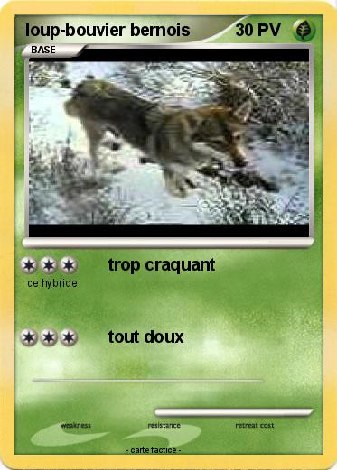 Pokemon loup-bouvier bernois