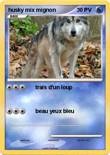 Pokemon husky mix mignon