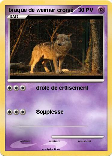Pokemon braque de weimar croisé