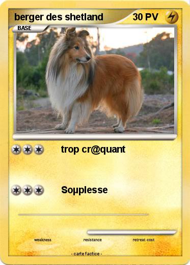 Pokemon berger des shetland