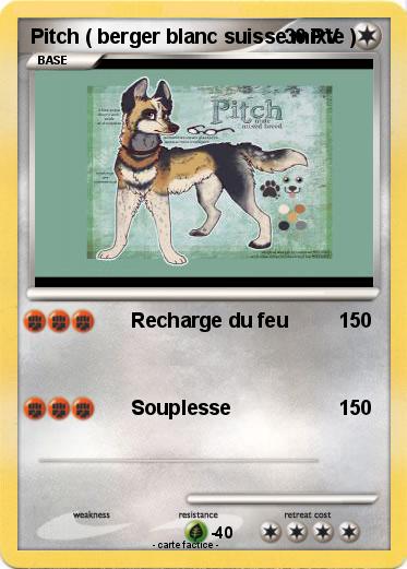 Pokemon Pitch ( berger blanc suisse mixte )
