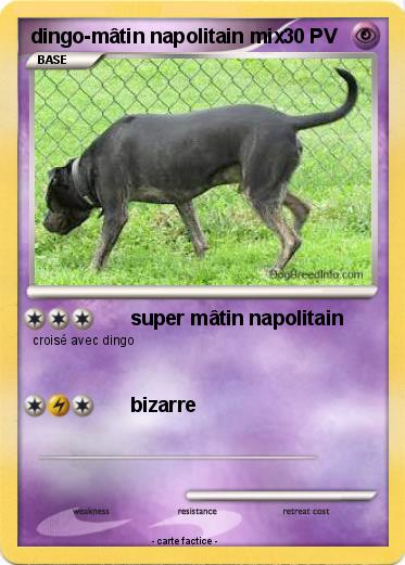 Pokemon dingo-mâtin napolitain mix