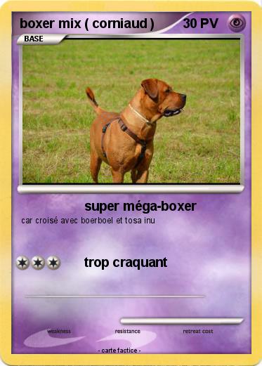 Pokemon boxer mix ( corniaud )