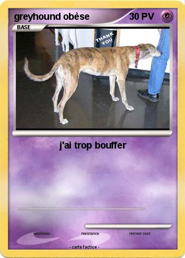 Pokemon greyhound obèse