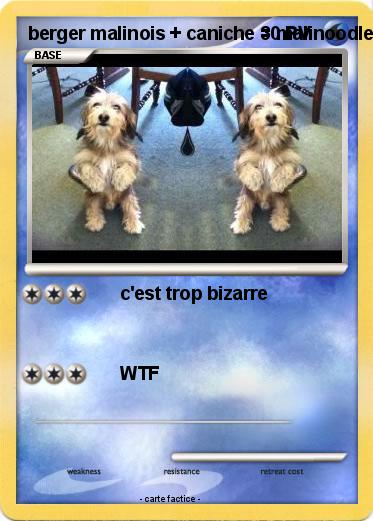 Pokemon berger malinois + caniche = malinoodle