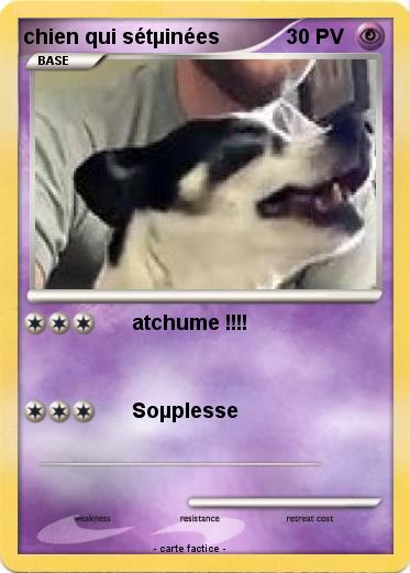 Pokemon chien qui sétµinées