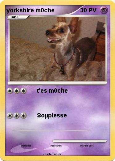 Pokemon yorkshire m0che