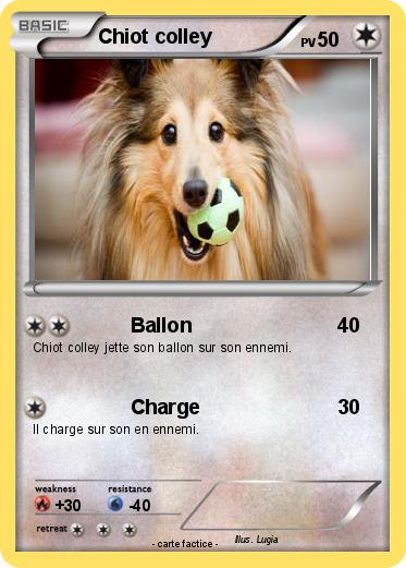 Pokemon Chiot colley