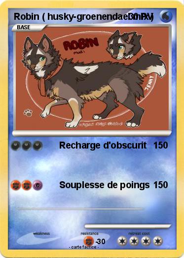 Pokemon Robin ( husky-groenendael mix )