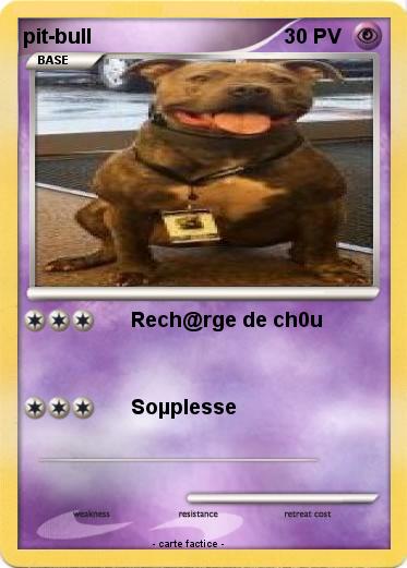 Pokemon pit-bull