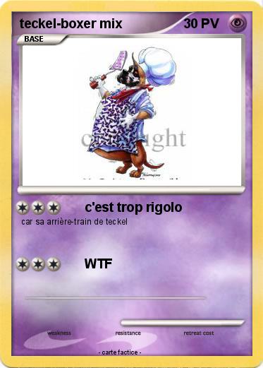 Pokemon teckel-boxer mix