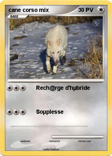 Pokemon cane corso mix