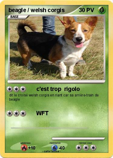 Pokemon beagle / welsh corgis