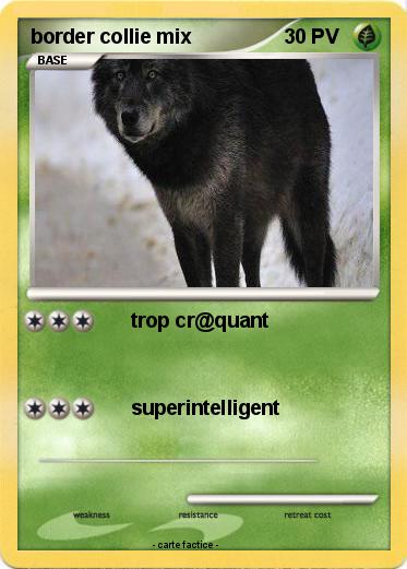 Pokemon border collie mix