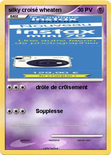 Pokemon silky croisé wheaten