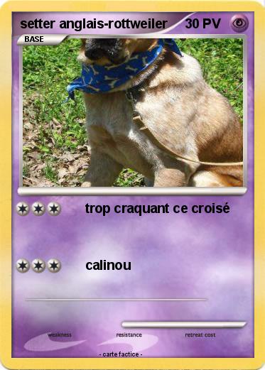 Pokemon setter anglais-rottweiler