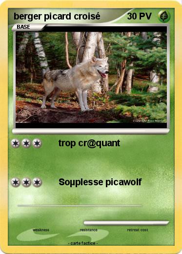 Pokemon berger picard croisé