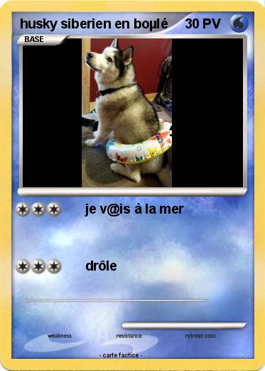 Pokemon husky siberien en boµlé