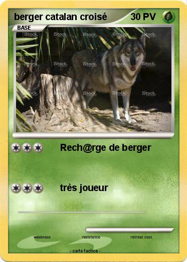 Pokemon berger catalan croisé