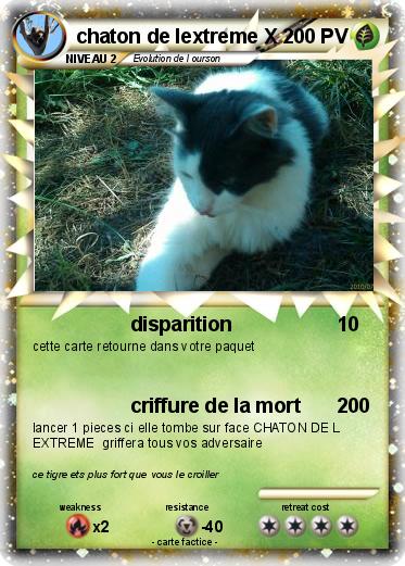 Pokemon chaton de lextreme X