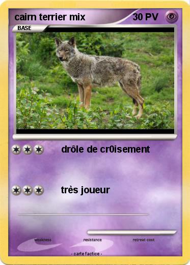 Pokemon cairn terrier mix