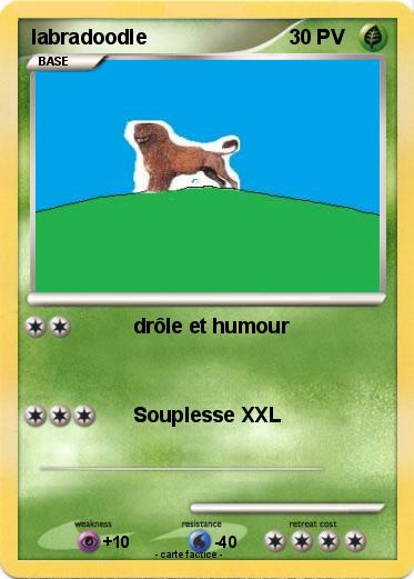 Pokemon labradoodle
