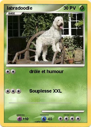 Pokemon labradoodle