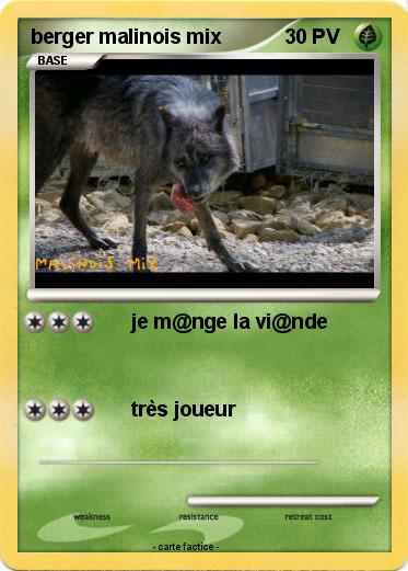 Pokemon berger malinois mix