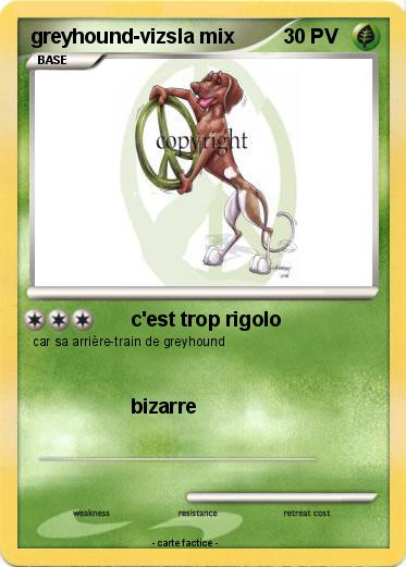 Pokemon greyhound-vizsla mix
