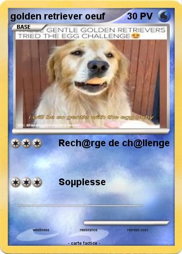 Pokemon golden retriever oeuf