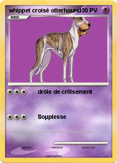 Pokemon whippet croisé otterhound