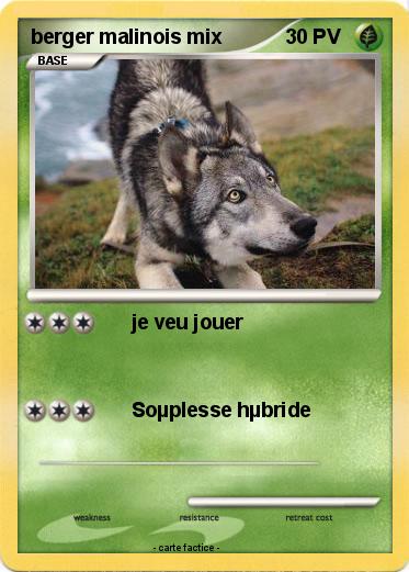 Pokemon berger malinois mix