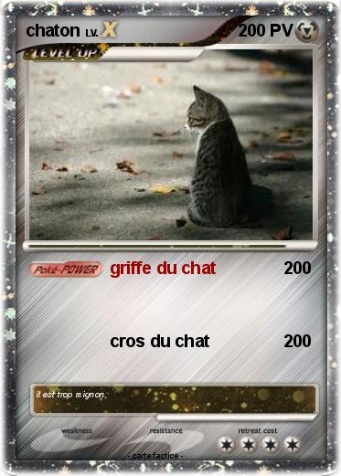 Pokemon chaton