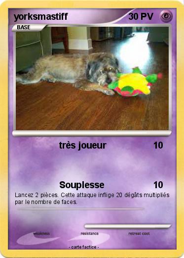 Pokemon yorksmastiff