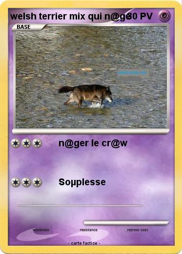 Pokemon welsh terrier mix qui n@ge