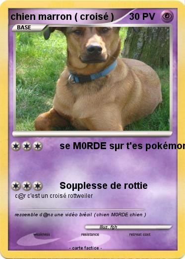 Pokemon chien marron ( croisé )