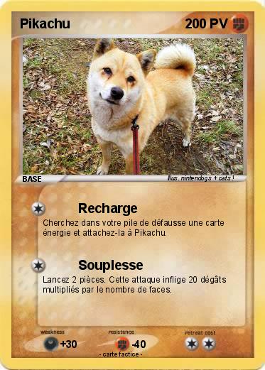 Pokemon shiba inu x samoyède      1