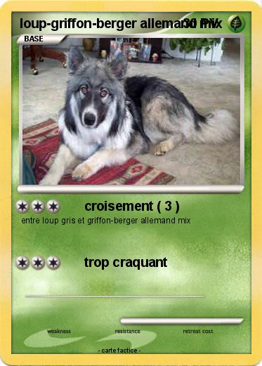 Pokemon loup-griffon-berger allemand mix