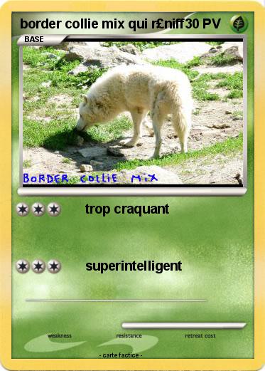 Pokemon border collie mix qui r£niff