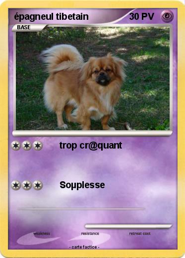Pokemon épagneul tibetain