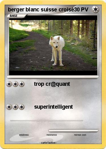 Pokemon berger blanc suisse croisé