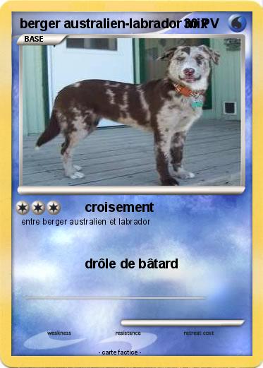 Pokemon berger australien-labrador mix