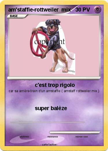 Pokemon am'staffie-rottweiler  mix